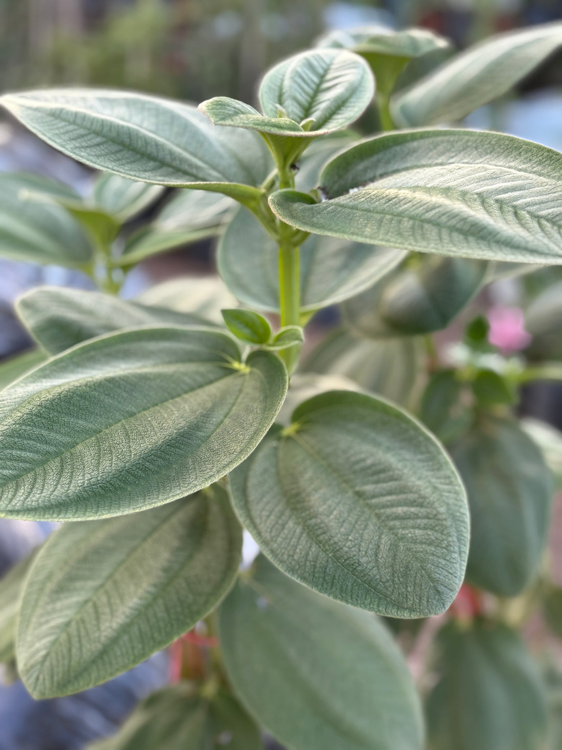 Tibouchina