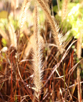 Gramínea pennisetum rubra