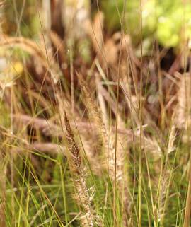 Gramínea pennisetum rupelli