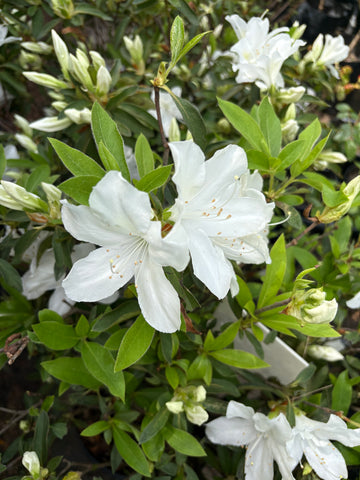 Azalea arbustiva blanca