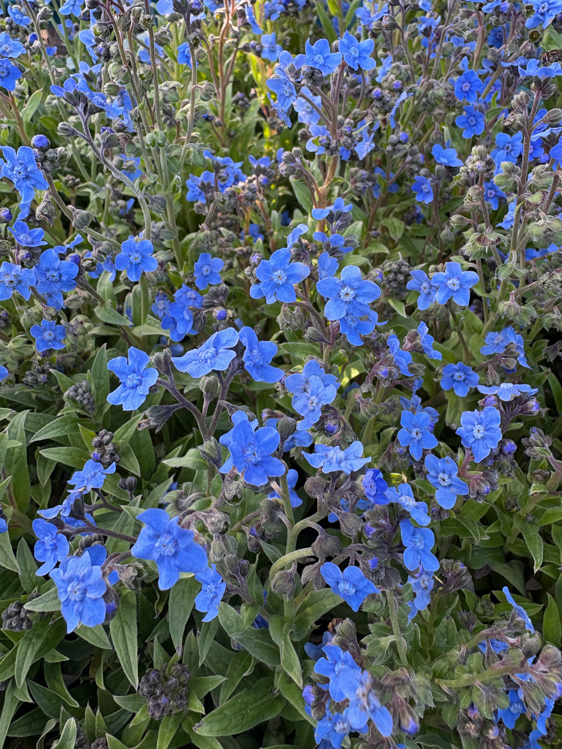 Myosotis azul