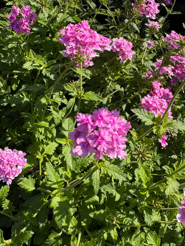 Verbena rastrera rosada