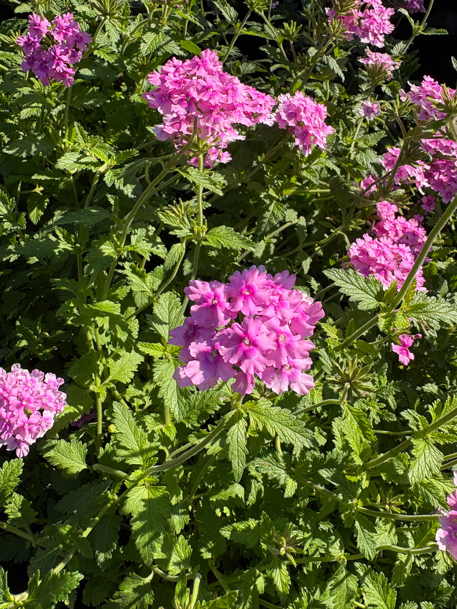 Verbena rastrera rosada