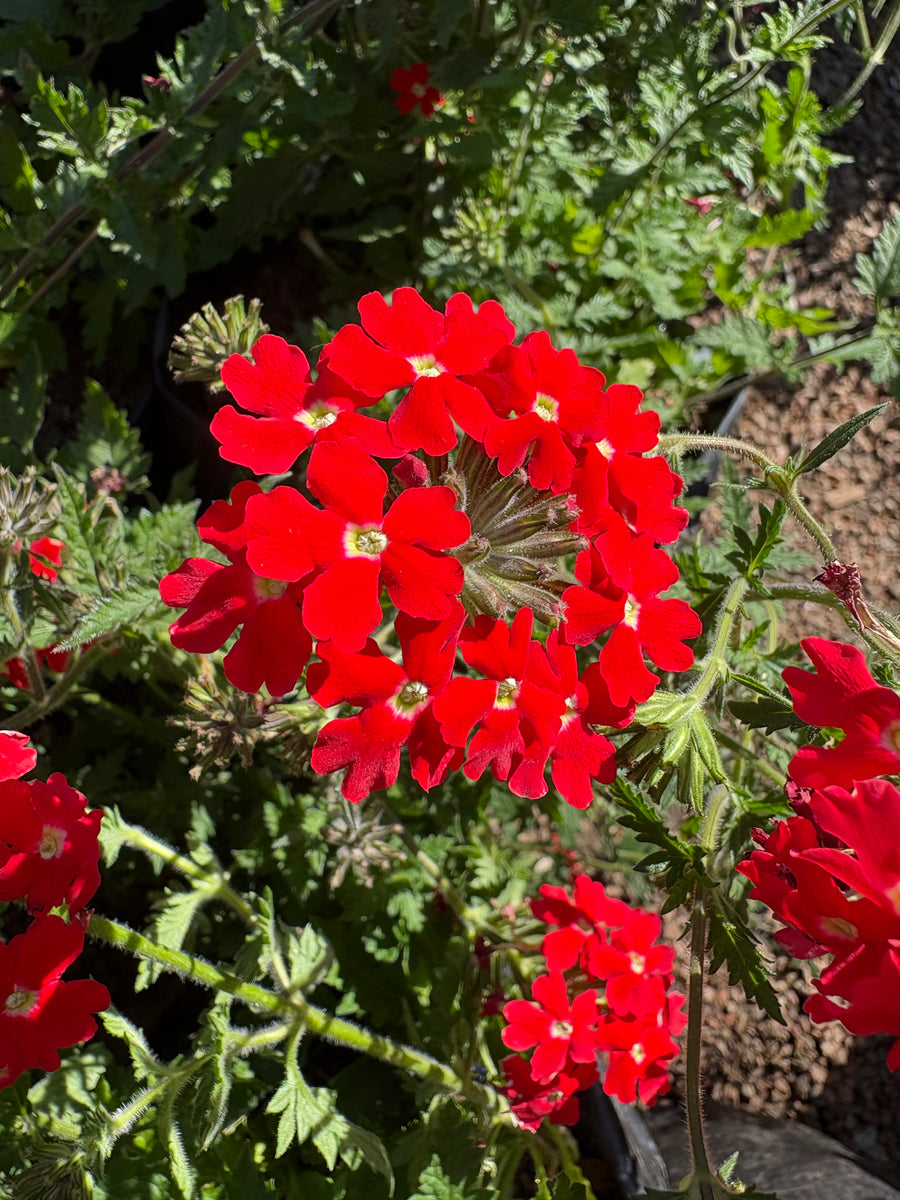 Verbena rastrera roja