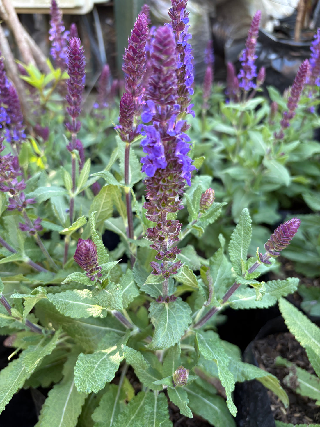 Salvia nemorosa