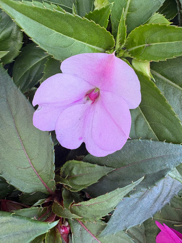 Alegría Nueva Guínea lila