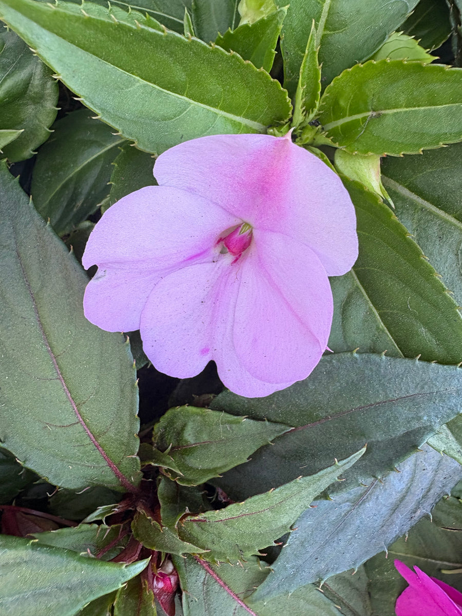 Alegría Nueva Guínea lila