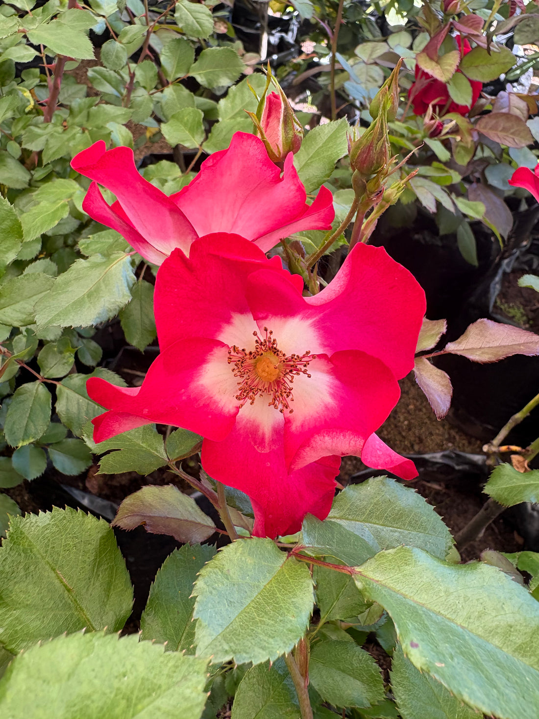 Jubile du Prince de Mónaco