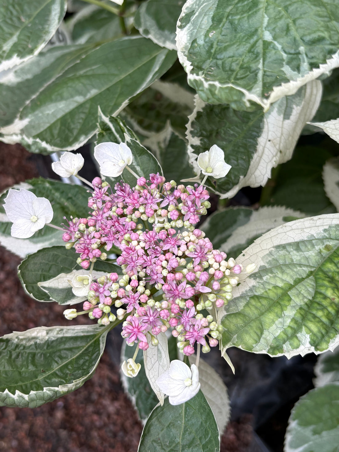 Hortensia variegada