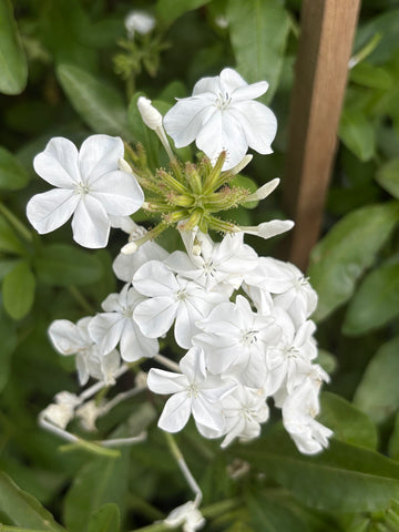 Plumbago blanco