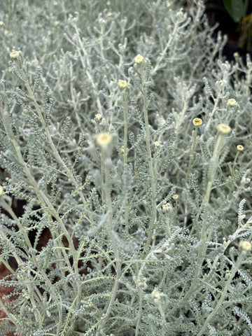 Santolina chamaecyparissus