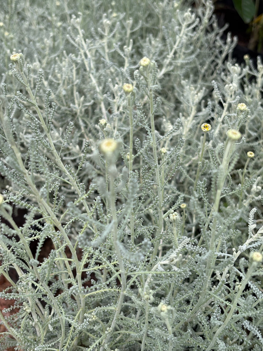 Santolina chamaecyparissus