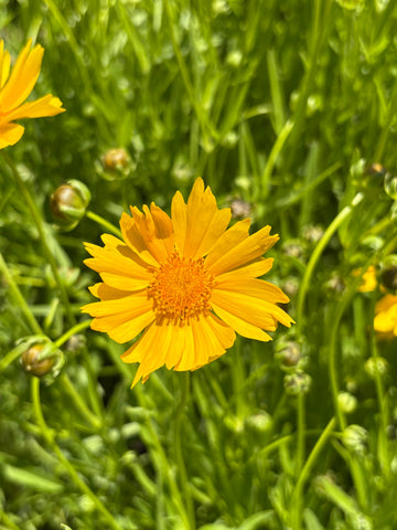 Coreopsis