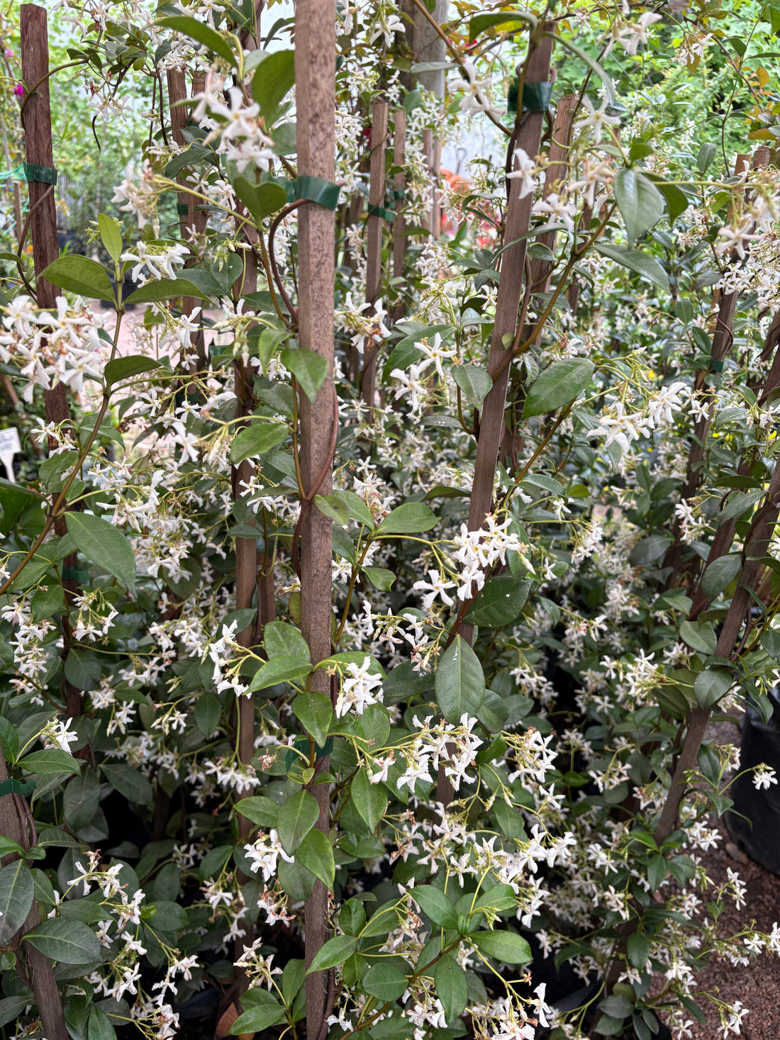 Jazmín de leche (Trachelospermum jasminoides)