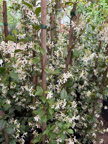 Jazmín de leche (Trachelospermum jasminoides)