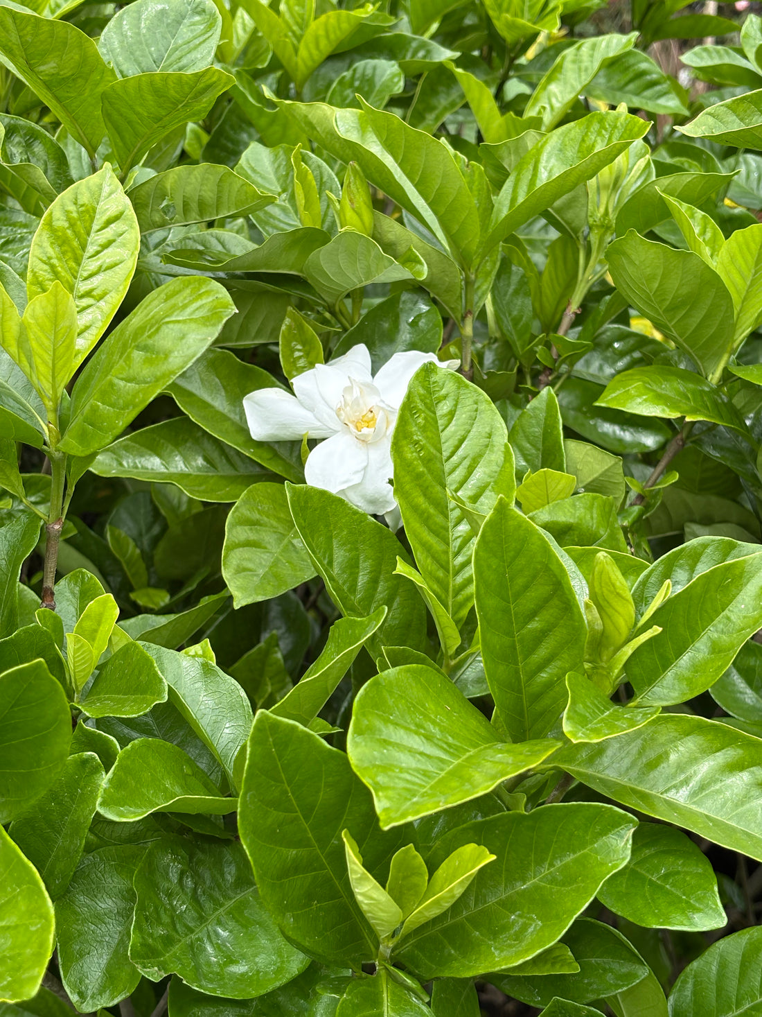 Jazmín del Cabo grande (Gardenia jasminoides)