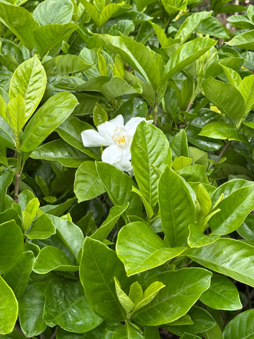Jazmín del Cabo grande (Gardenia jasminoides)