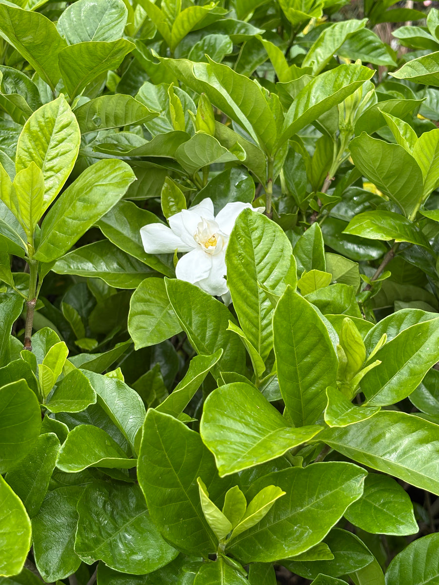 Jazmín del Cabo grande (Gardenia jasminoides)