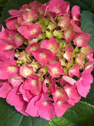 Hortensia roja