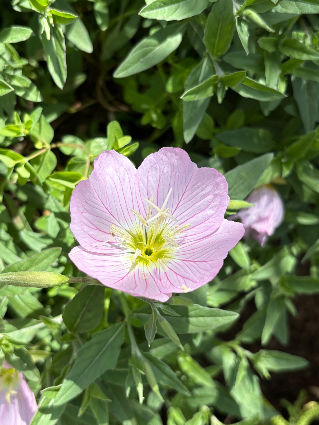Oenothera rosada