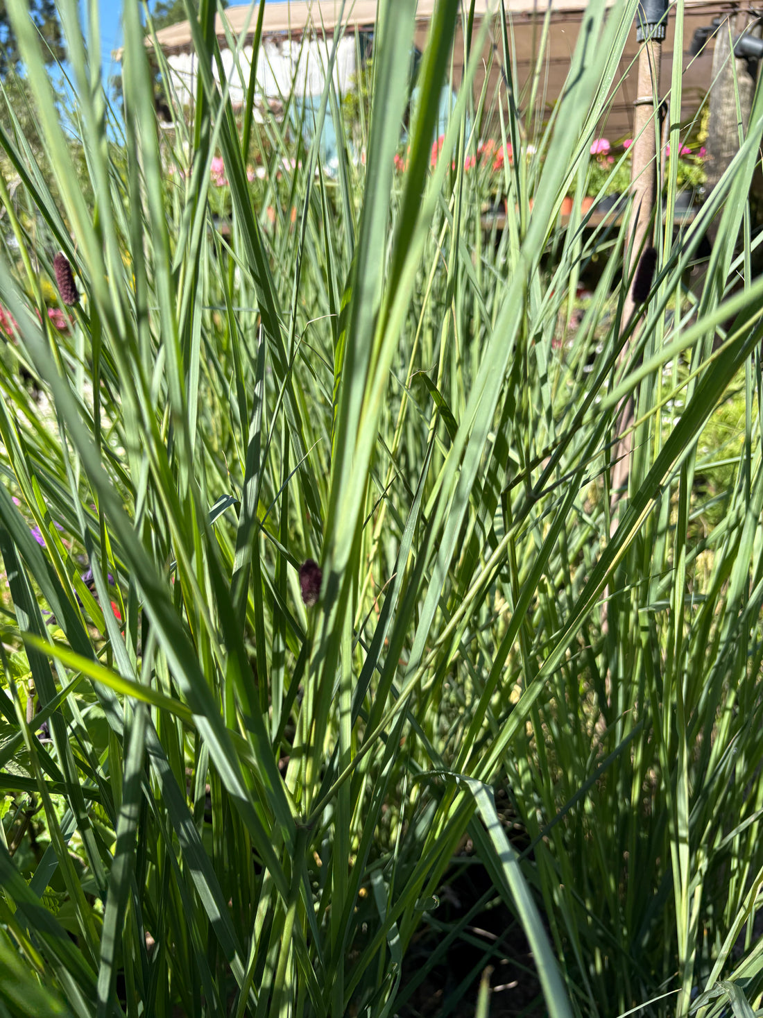 Paspalum haumanii nativo