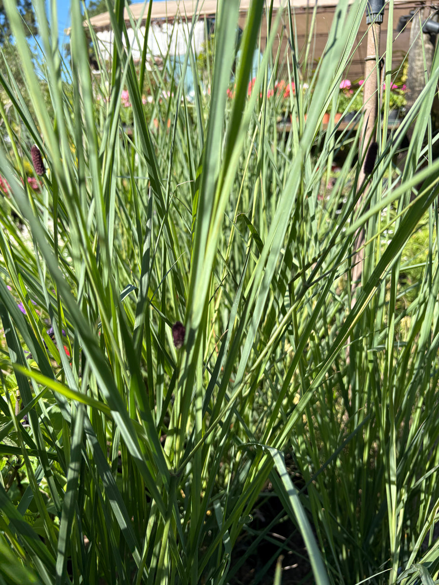 Paspalum haumanii nativo