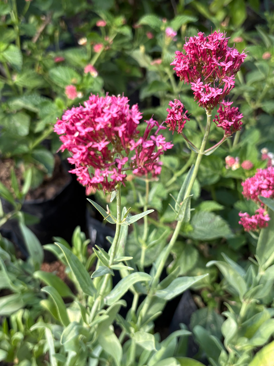 Centranthus fucsia