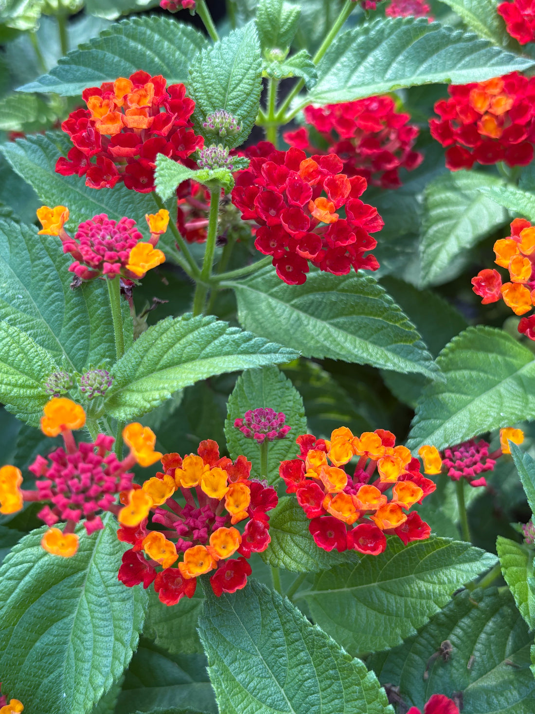 Lantana naranja