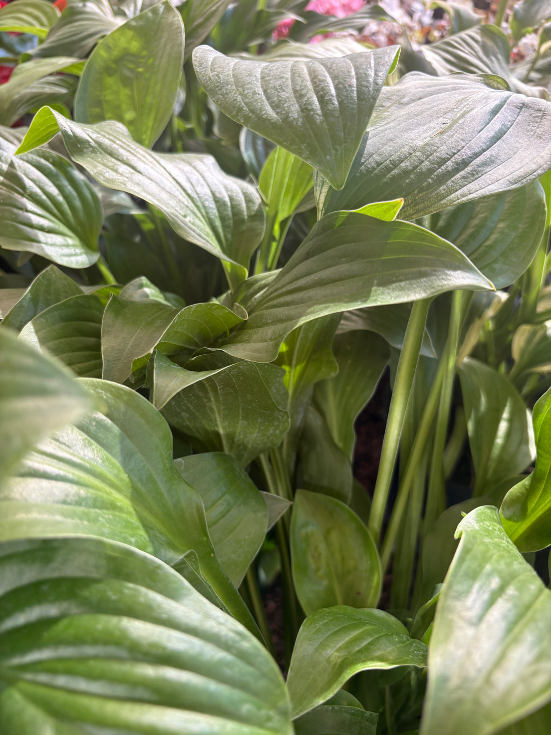Hostas