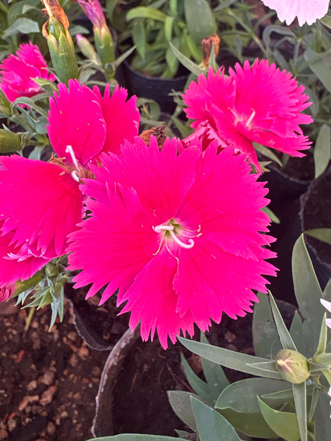 Clavelina fucsia