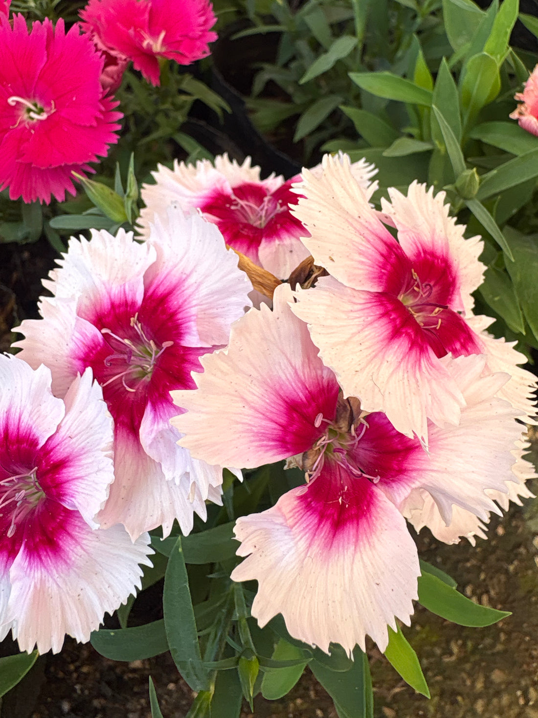 Clavelina blanca