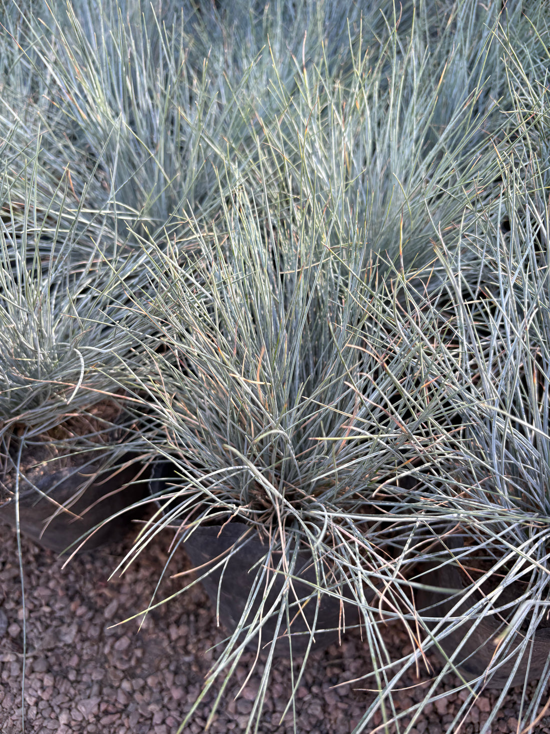 Fetusca glauca