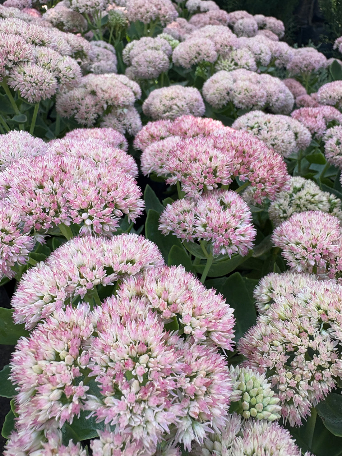 Sedum rosado
