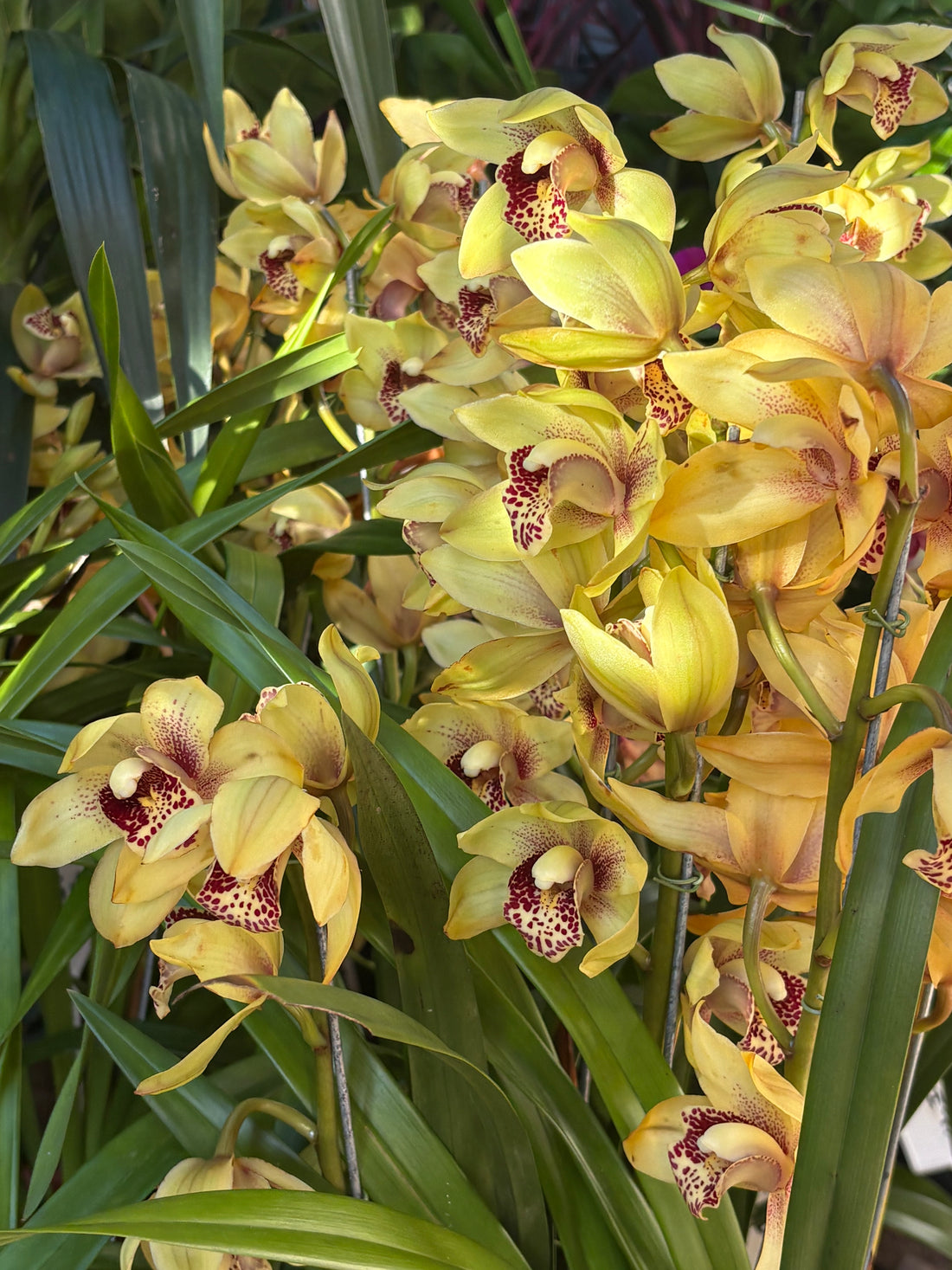 Orquídea Cimbidium