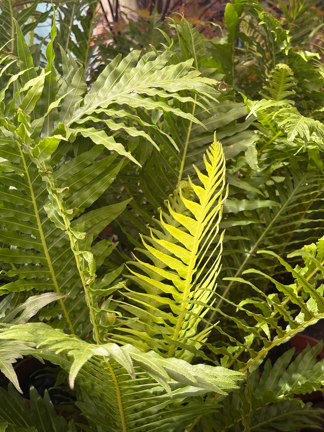 Helecho arboreo