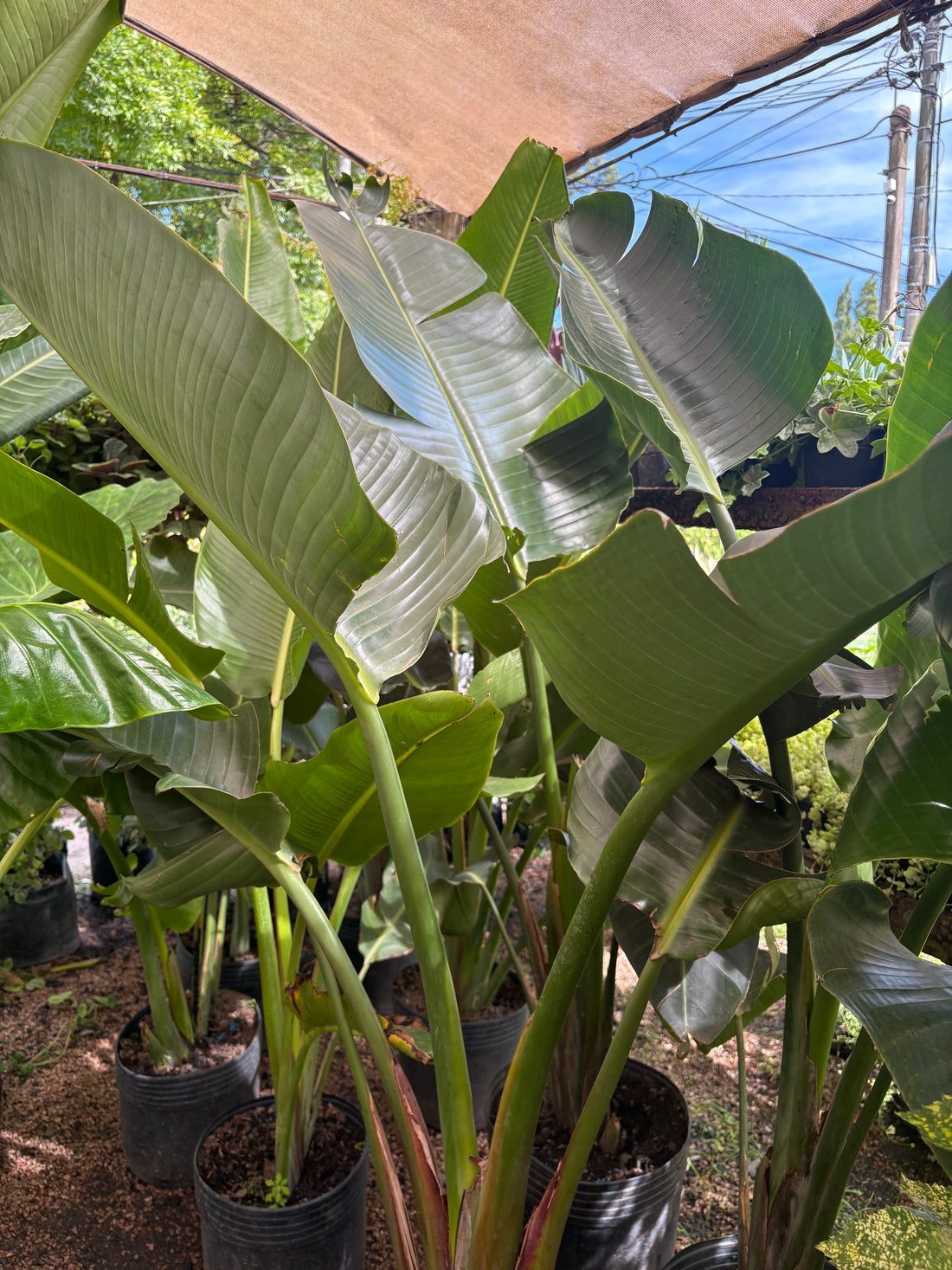 Sterlitzia nicolai grande