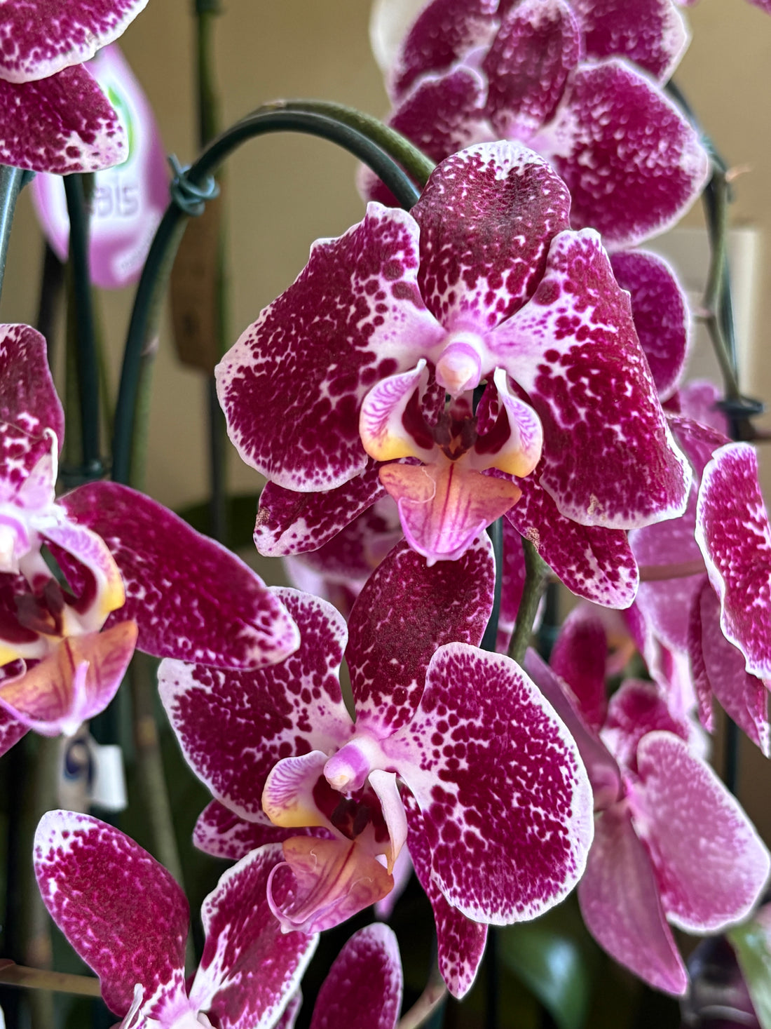 Orquídea Phalaenopsis matizada