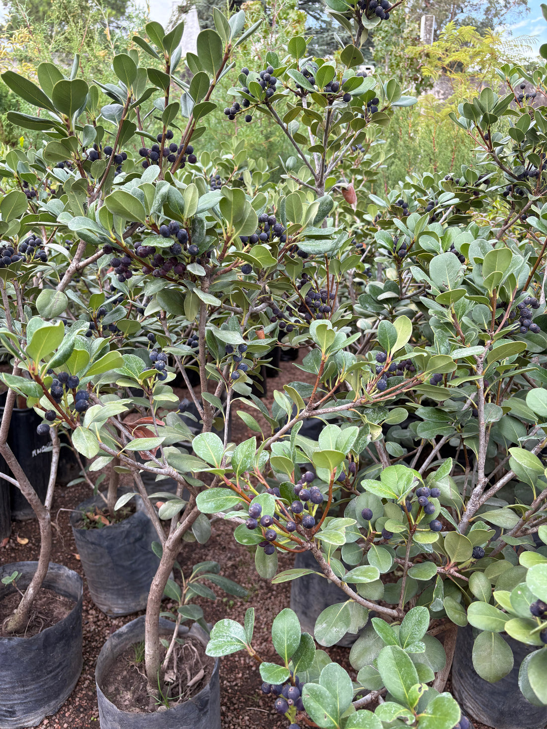 Raphiolepsis