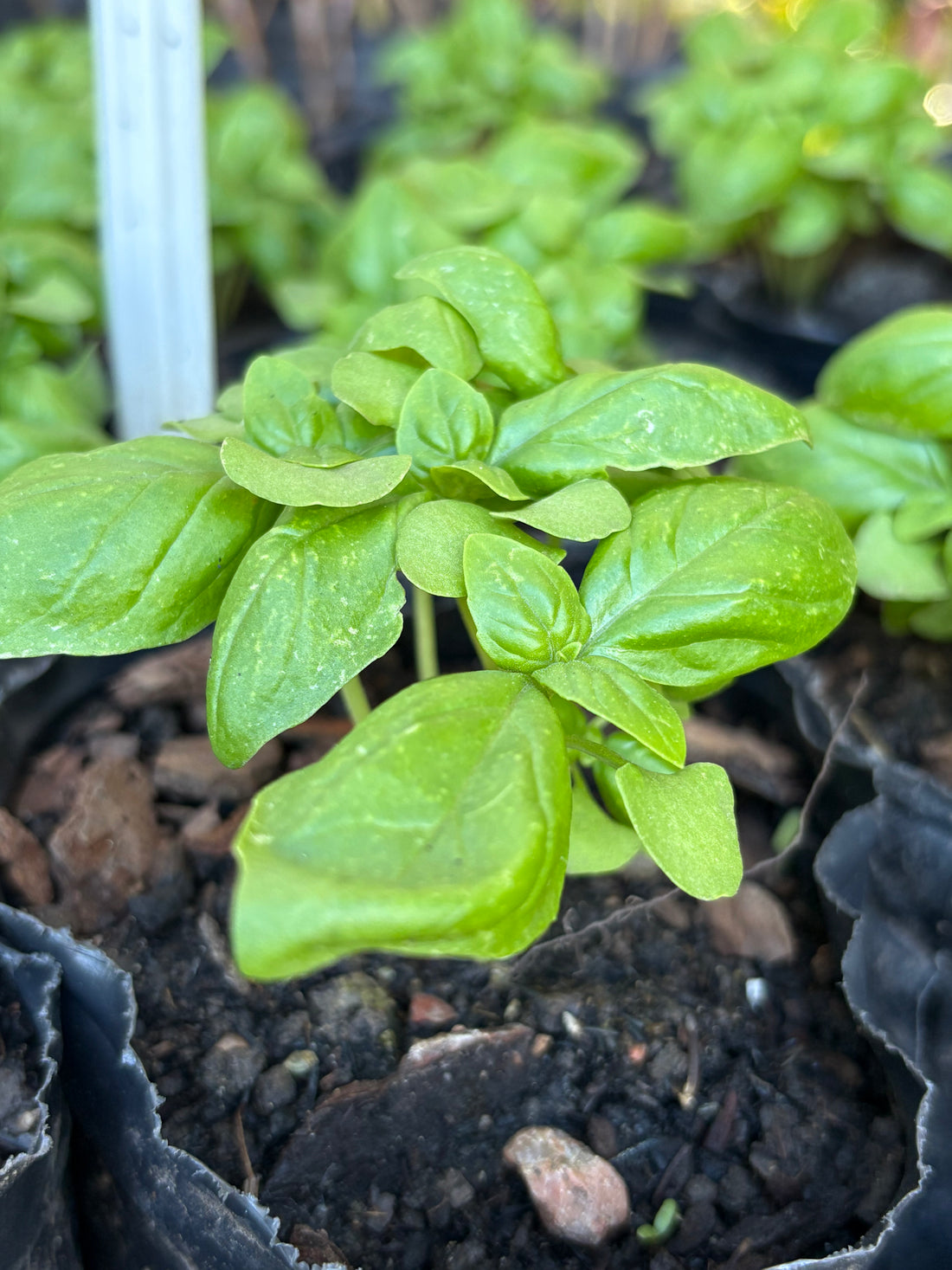 Albahaca