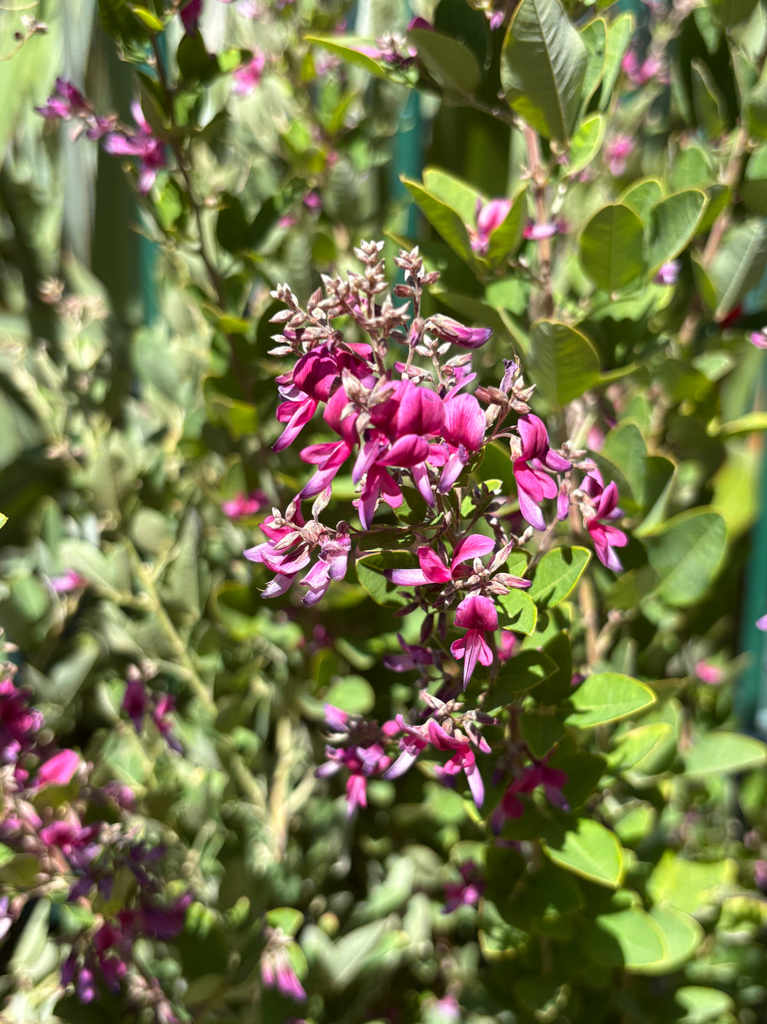 Lespedeza