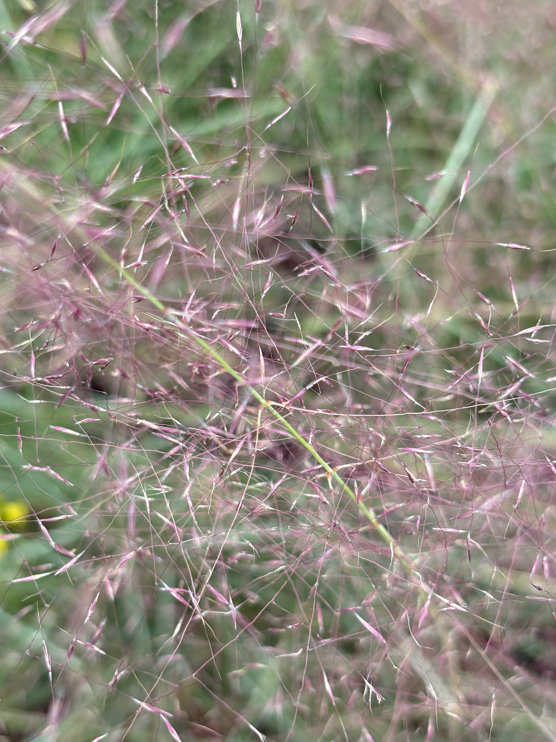 Gramínea Muelembergia Capilaris