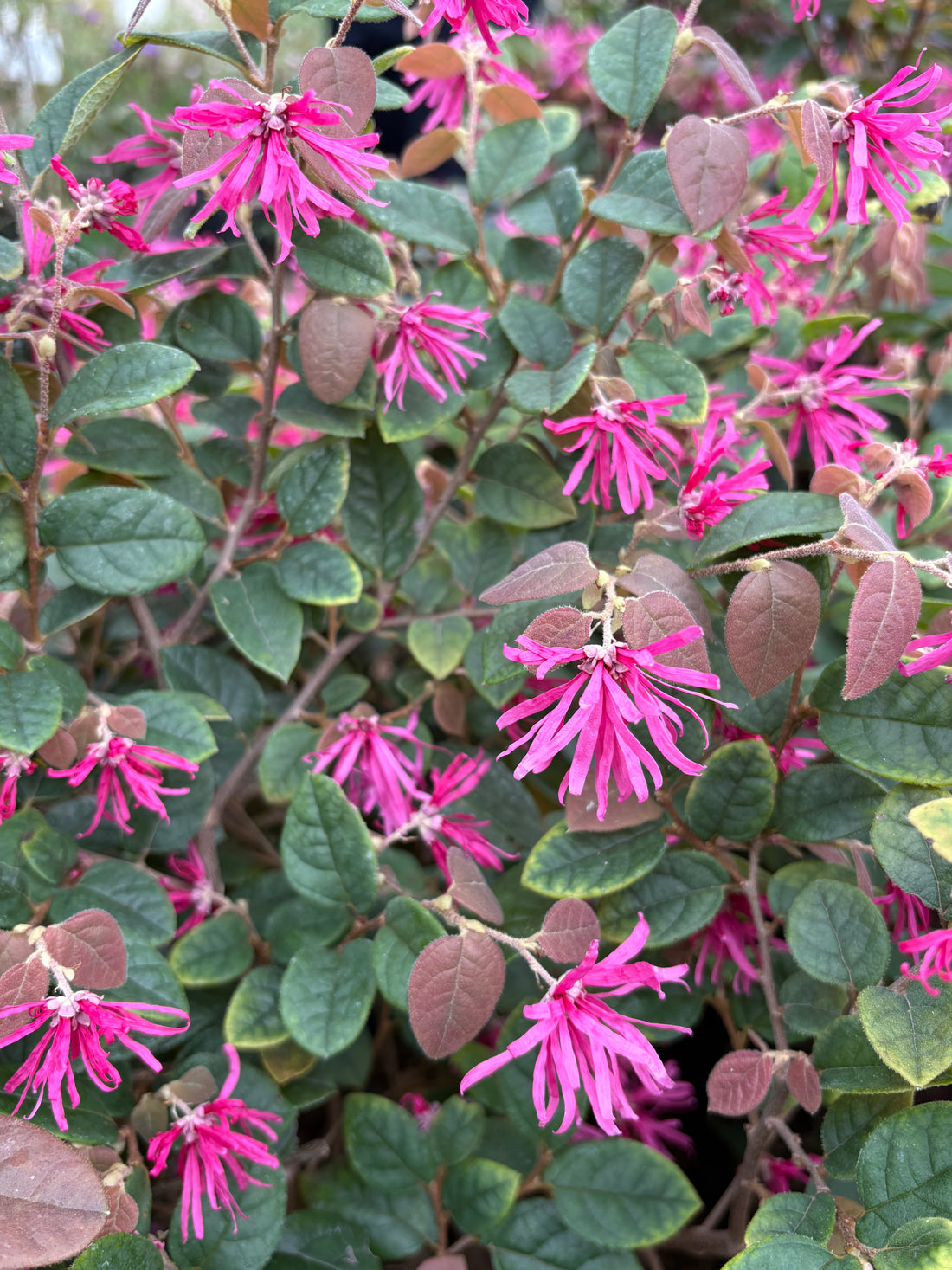 Loropetalum