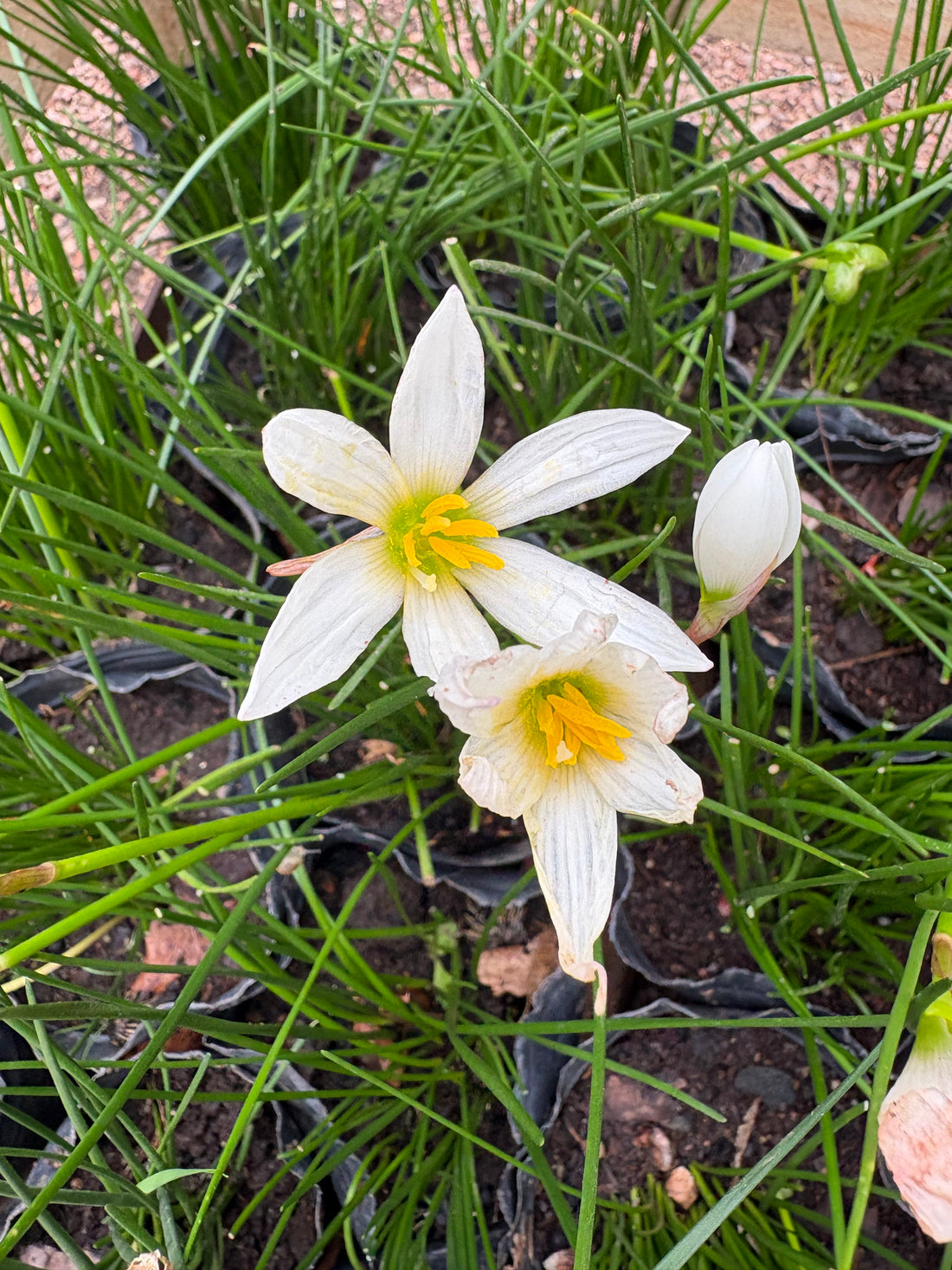 Zephyranthes