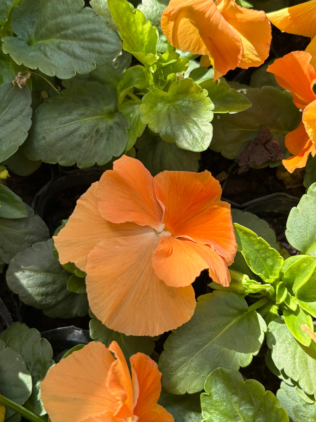 Violas Naranjas