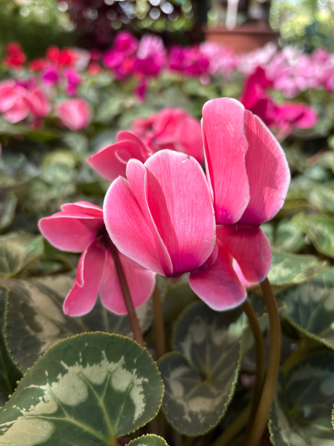 Cyclamen (Violeta de los Alpes) salmón