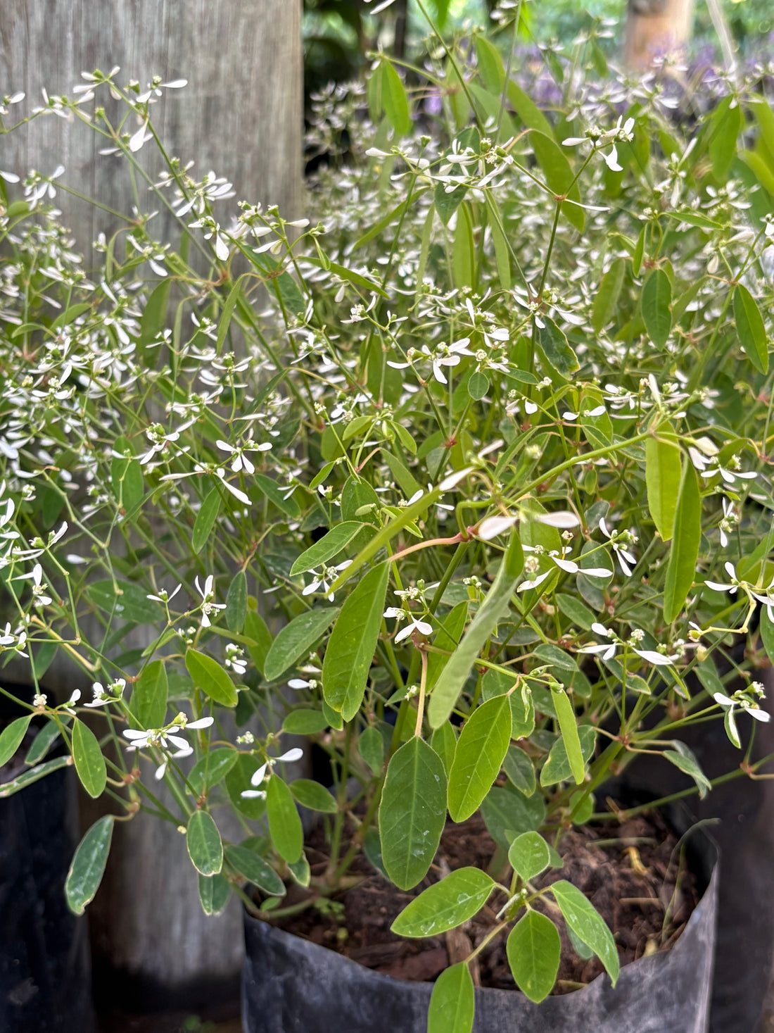 Euphorbia blanca