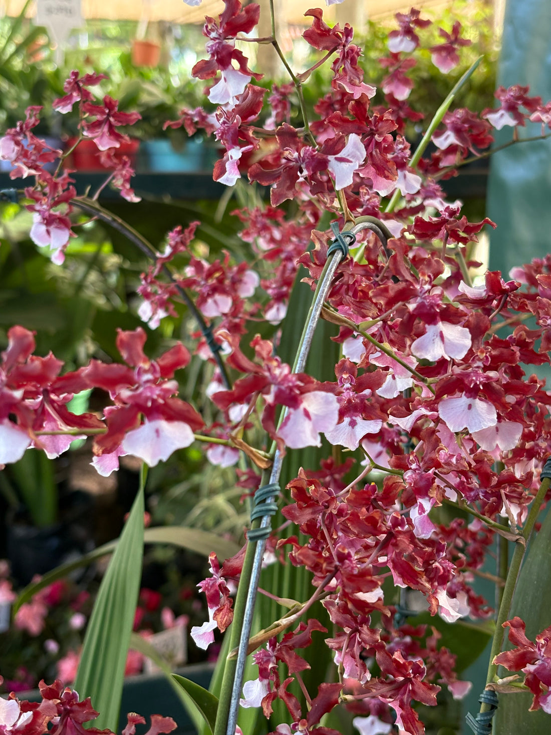 Orquídea Chocolate
