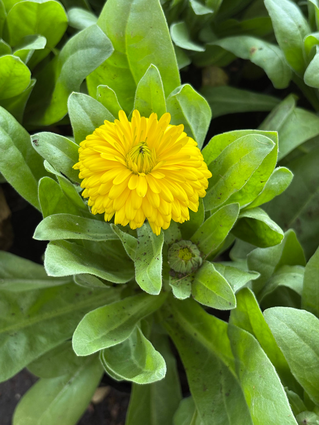 Caléndula Amarilla