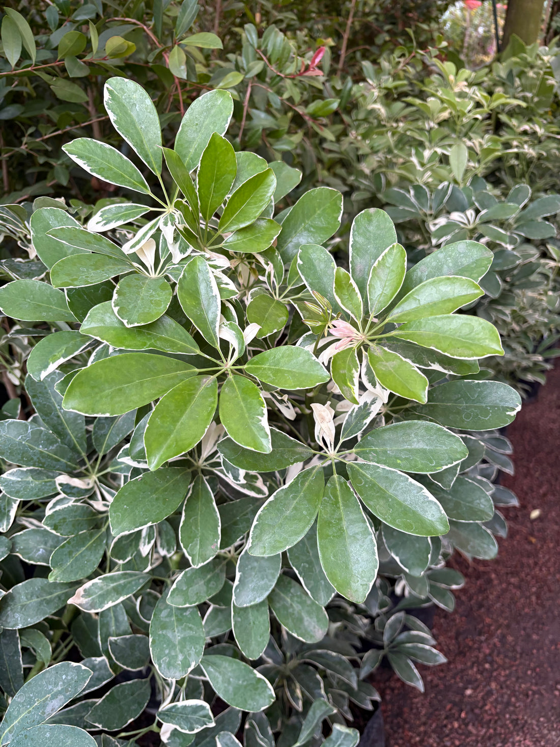 Schefflera variegada