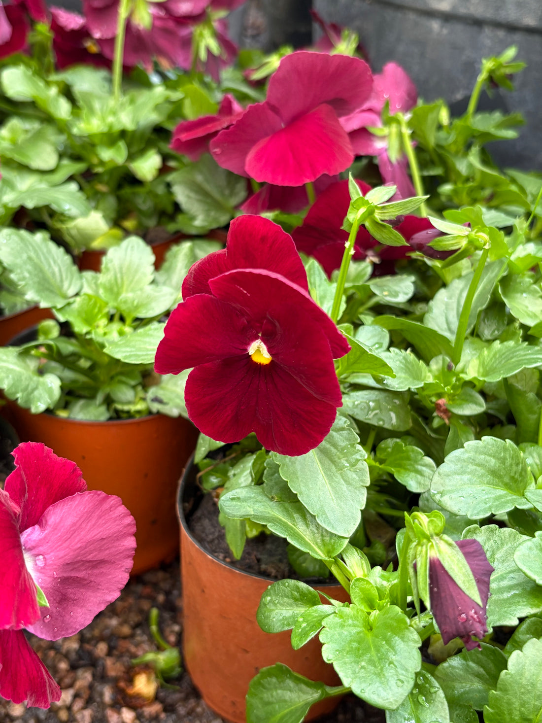 Violas Morada